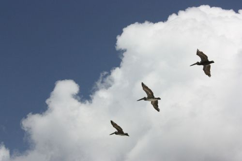 pelicans clouds sky
