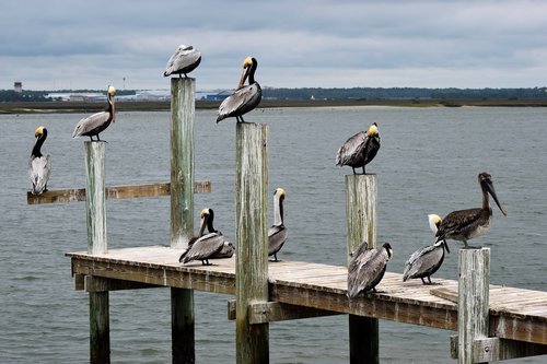 pelicans  birds  avian