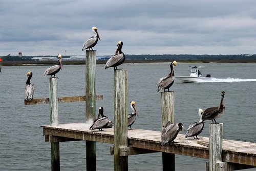 pelicans  birds  avian