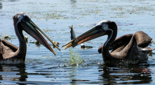 pelicans peru paracas