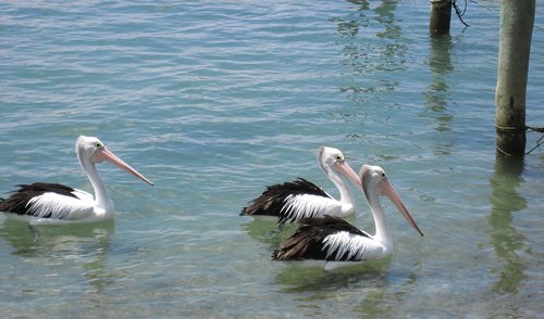 pelicans  coastline  nature