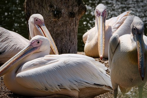 pelicans  zoo  water bird