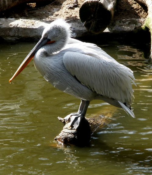 pelicans pelecanidae water bird