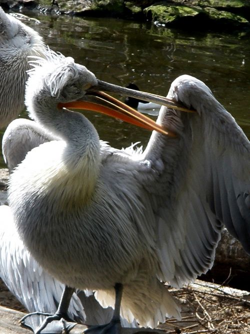 pelicans pelecanidae bird