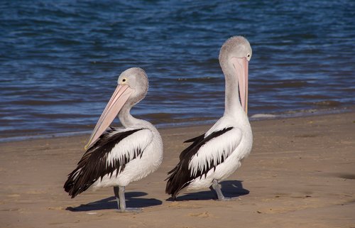 pelicans  sea  beach
