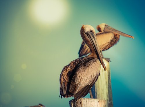 pelicans  pelican  water bird