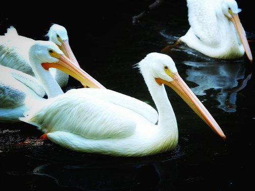 pelicans  floating  water
