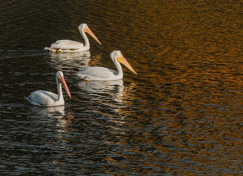 pelicans  white pelicans  bird