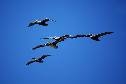 pelicans  flock  birds