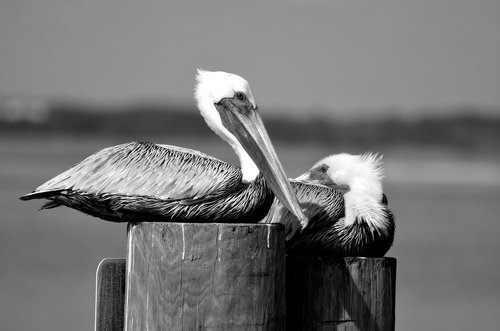 pelicans  bird  avian