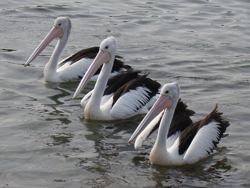 pelicans  sea  wildlife