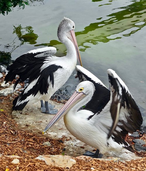 pelicans  birds  waterbirds