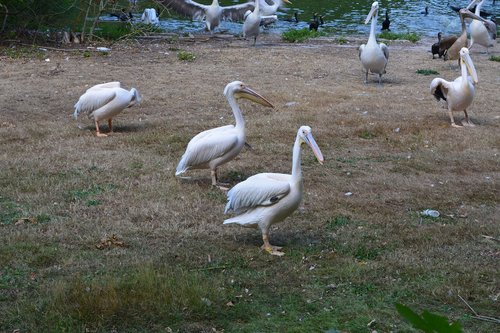 pelicans  meadow  nature