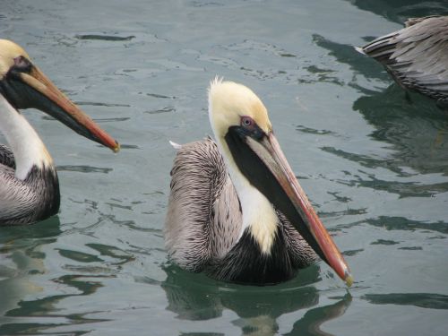 pelicans wing wildlife