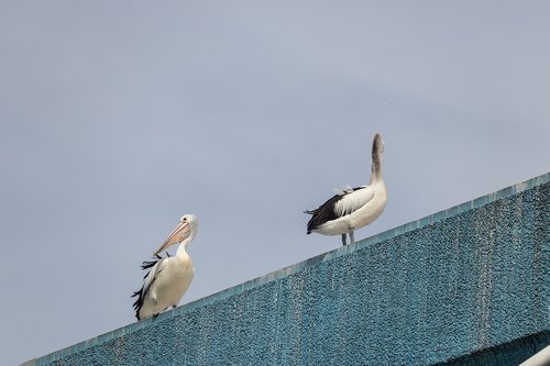 pelicans  outdoors  blue
