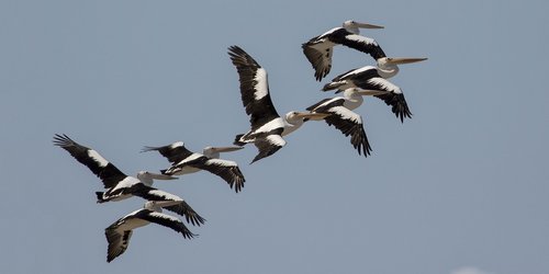 pelicans  birds  nature