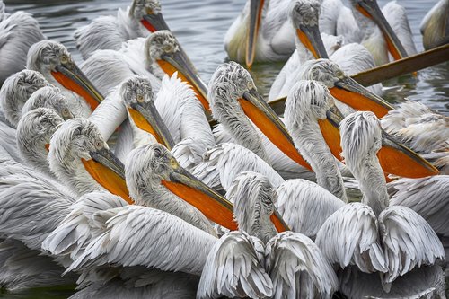 pelicans  birds  lake