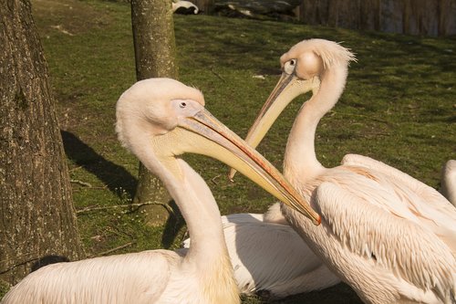 pelicans  bird world  nature