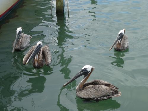 pelicans mar ocean