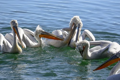 pelicans  water  nature