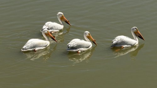pelicans  bird  waterfowl