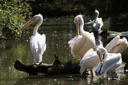 pelicans birds waterfowl