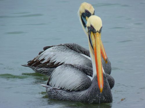 pelicans couple water