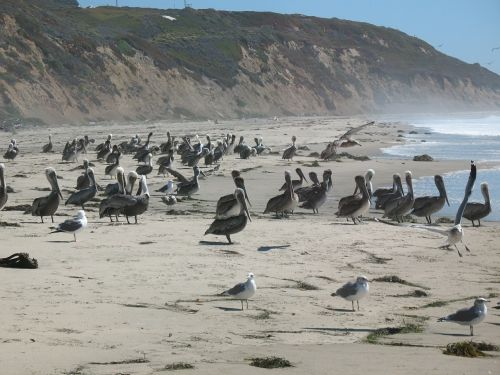 pelicans seagulls sea
