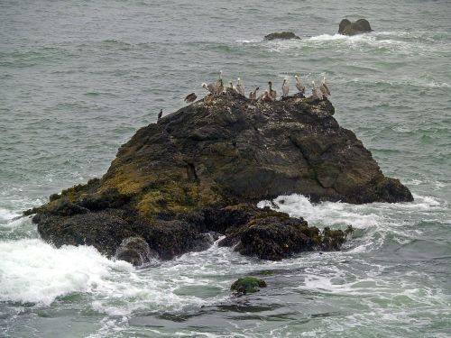 pelicans rock water