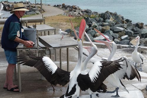 pelicans feeding natural