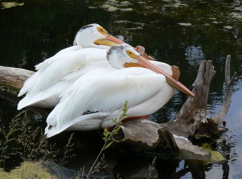 pelicans two birds