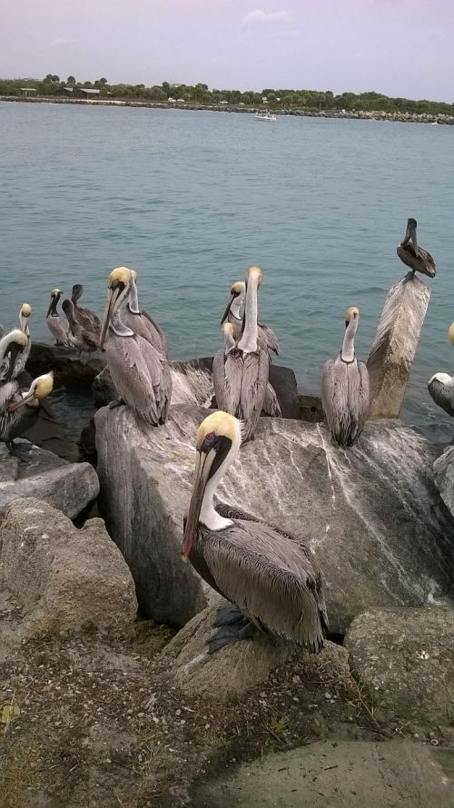 pelicans bird ocean