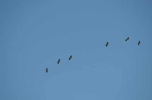 pelicans birds fly