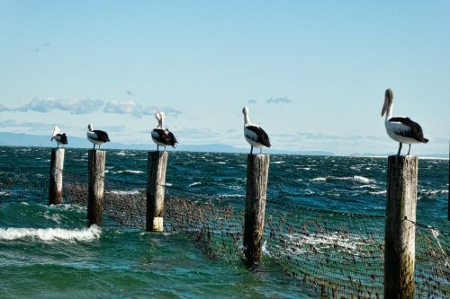 pelicans posts sea