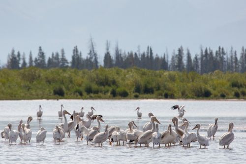 pelicans american white birds