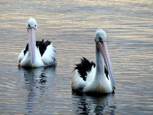 pelicans lake peaceful