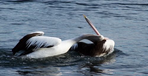 pelicans animal water