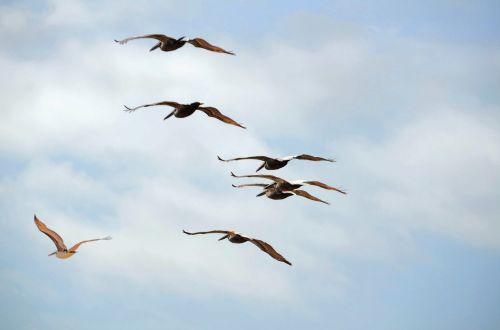 pelicans flying pelicans wildlife