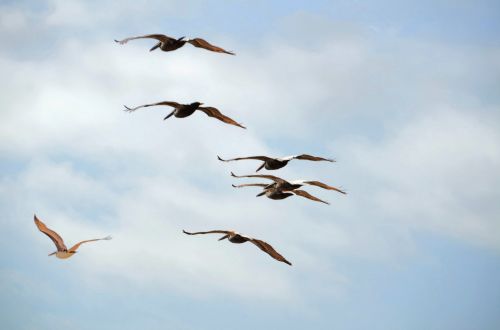 Pelicans Flying