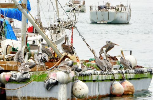 Pelicans On Boat