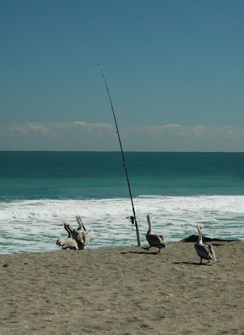Pelicans On The Beach