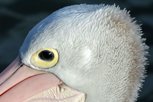 pelikan close animal world