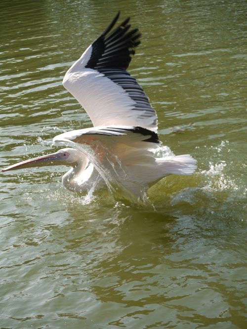 pelikan water water bird