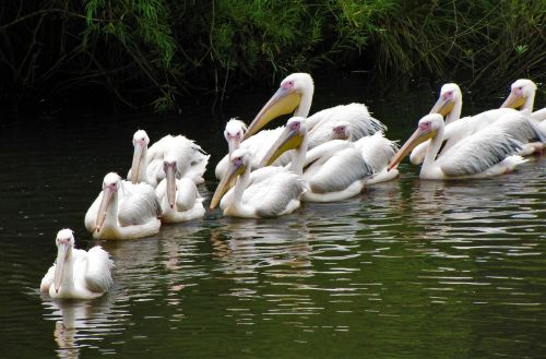 pelicans birds animal