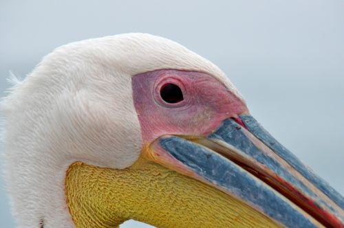 pelikan bird close