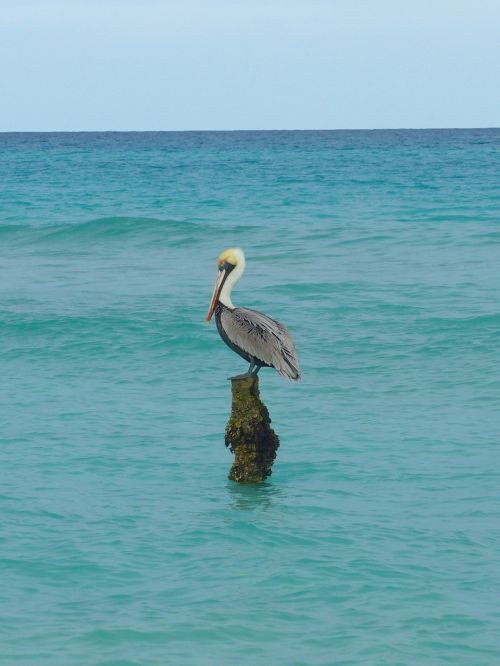 pelikan water sea