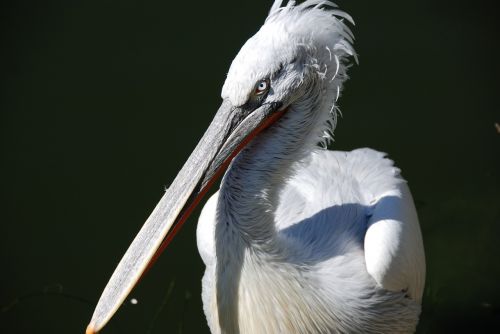 pelikan water bird animal