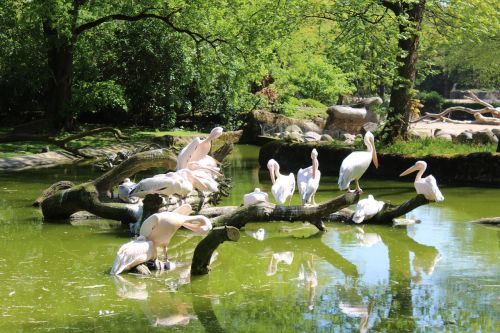 pelikan zoo hamburg