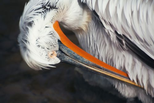 pelikan dressing up plumage