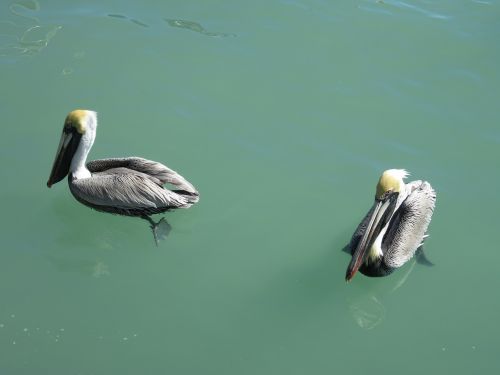 pelikan wild animals water bird